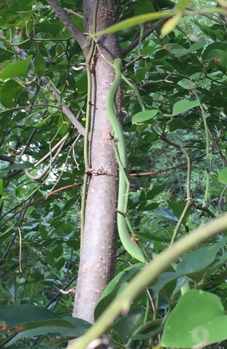 Rough Greensnake photographed in Oklahoma