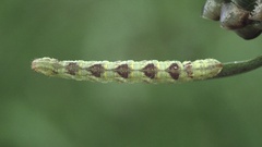 Eupithecia satyrata