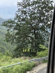 Holoptelea integrifolia