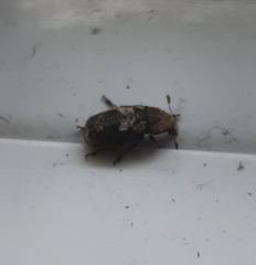Euparius paganus