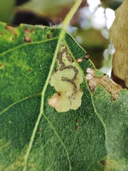 Stigmella trimaculella
