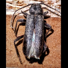 Trichoferus campestris