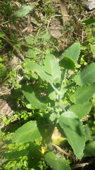 Kalanchoe miniata