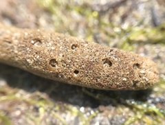 Chalinidae