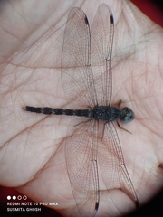 Bradinopyga geminata