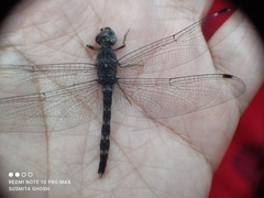 Bradinopyga geminata