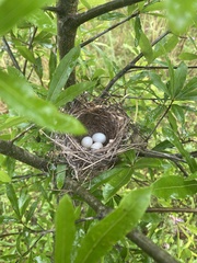 Setophaga caerulescens