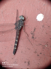 Bradinopyga geminata