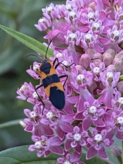 Oncopeltus fasciatus