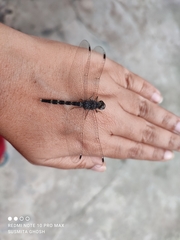 Bradinopyga geminata