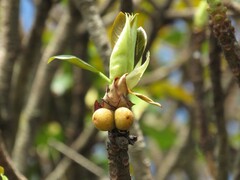 Ficus lutea