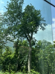 Holoptelea integrifolia