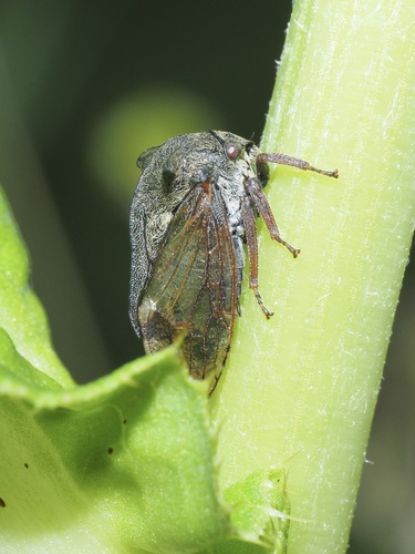 Horned Treehopper photo 3