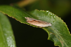 Ancylis diminuatana