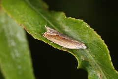Ancylis diminuatana