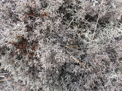 Cladonia stygia