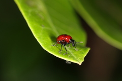 Synolabus nigripes
