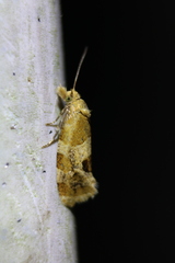 Aethes interruptofasciata