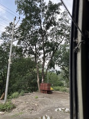 Holoptelea integrifolia