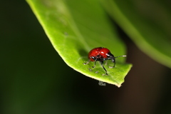 Synolabus nigripes
