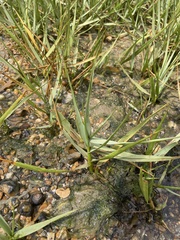 Sporobolus anglicus