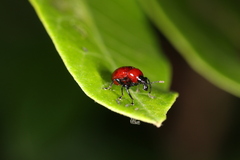 Synolabus nigripes