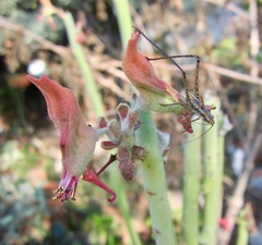 Scudderia