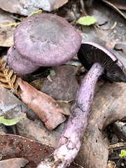 Cortinarius austroviolaceus