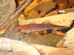 Rasbora kalochroma