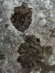 Dermatocarpon intestiniforme