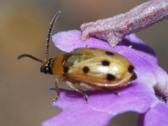 Afromaculepta frontalis