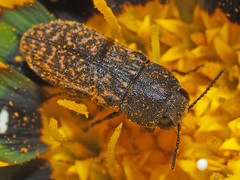 Acmaeodera conspersa