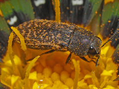 Acmaeodera conspersa