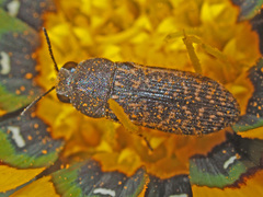 Acmaeodera conspersa