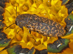 Acmaeodera conspersa