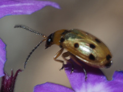 Afromaculepta frontalis
