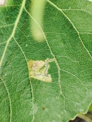 Stigmella trimaculella