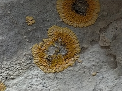 Leproplaca cirrochroa