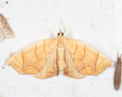 Eulithis diversilineata