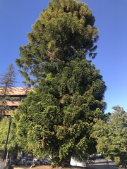 Araucaria bidwillii