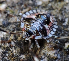 Pentatomidae