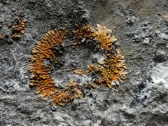 Leproplaca cirrochroa