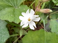 Silene latifolia