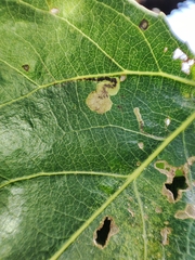Stigmella trimaculella