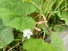 Silene latifolia