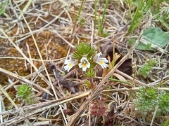 Euphrasia