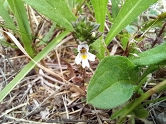 Euphrasia