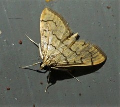 Blepharomastix ranalis