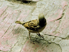 Passer domesticus