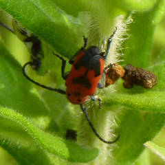 Tetraopes melanurus